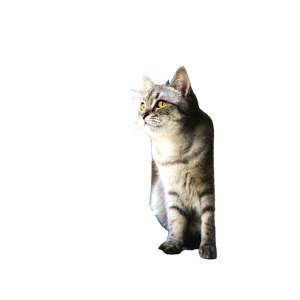 A Gray Tabby Cat Sits On A Windowsill, Looking Outside With Curiosity In A Vertical Portrait Shot. 19379 - Cat PNG image with transparent background